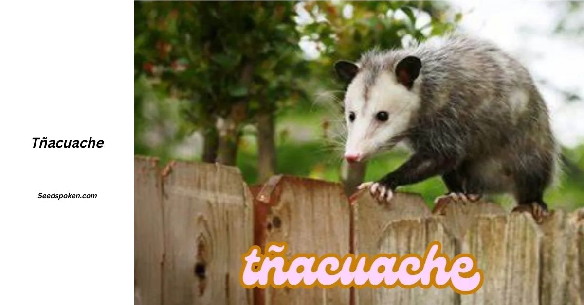 Tñacuache